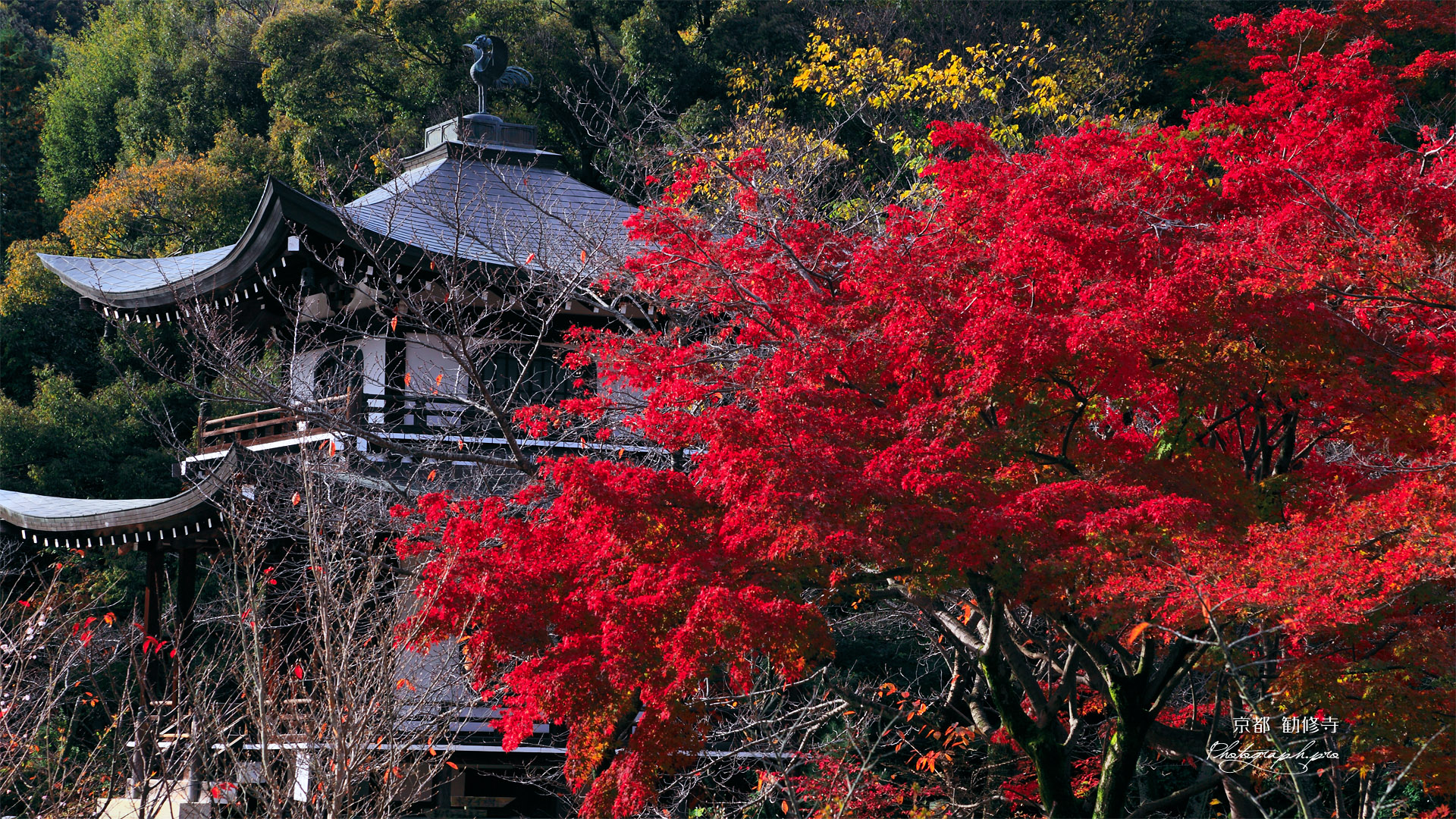勧修寺 紅葉と観音堂
