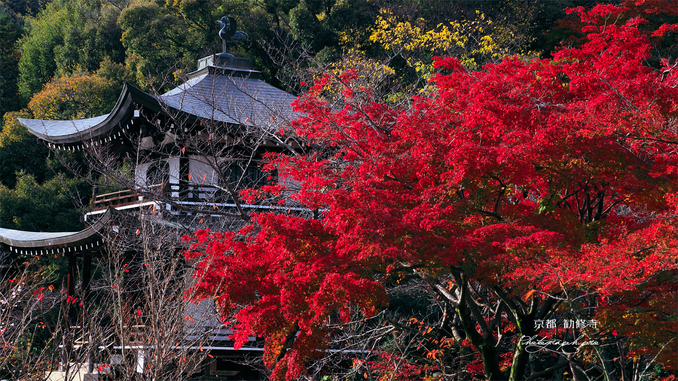 勧修寺 紅葉と観音堂 壁紙