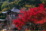 勧修寺 紅葉と観音堂