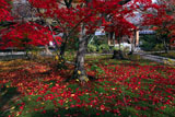 勧修寺 平庭の散り紅葉