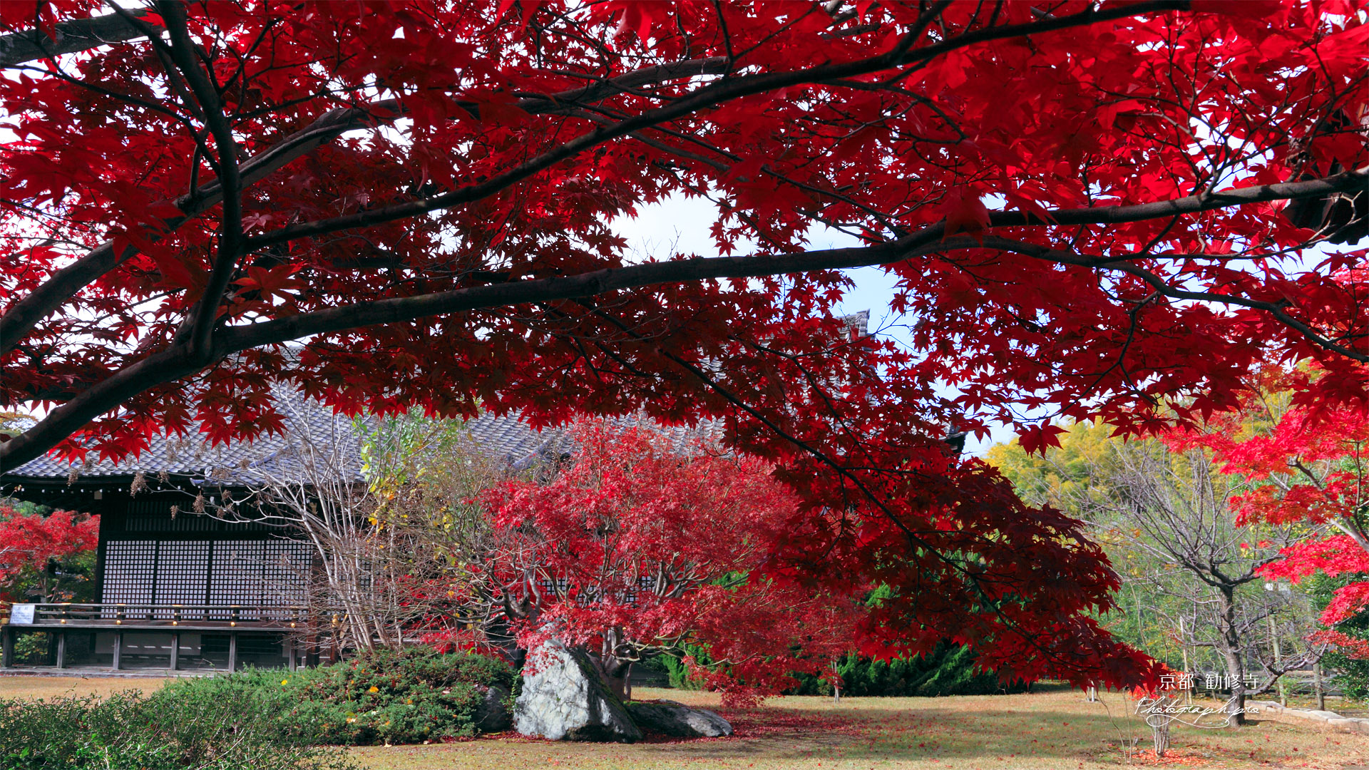 勧修寺 紅葉越しの宸殿