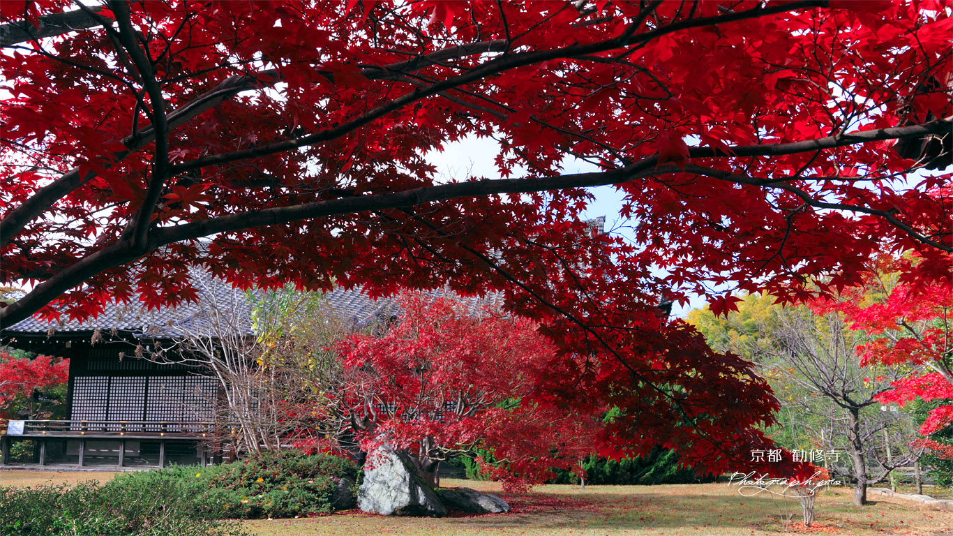 勧修寺 紅葉越しの宸殿 壁紙