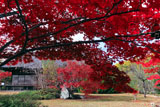 勧修寺 紅葉越しの宸殿