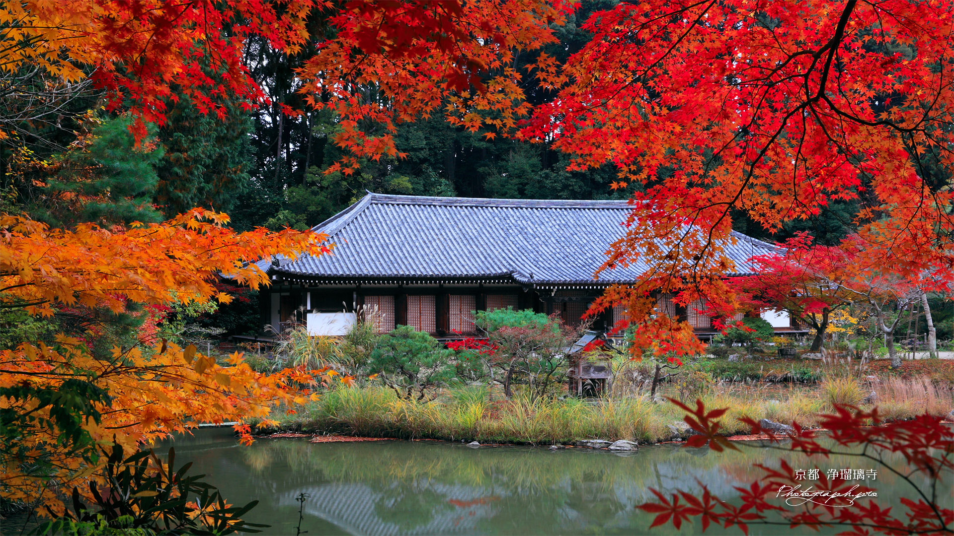 浄瑠璃寺 紅葉越しの本堂