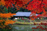 浄瑠璃寺 紅葉越しの本堂
