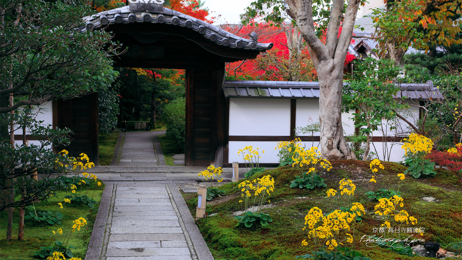 京都圓徳院 ツワブキと唐門