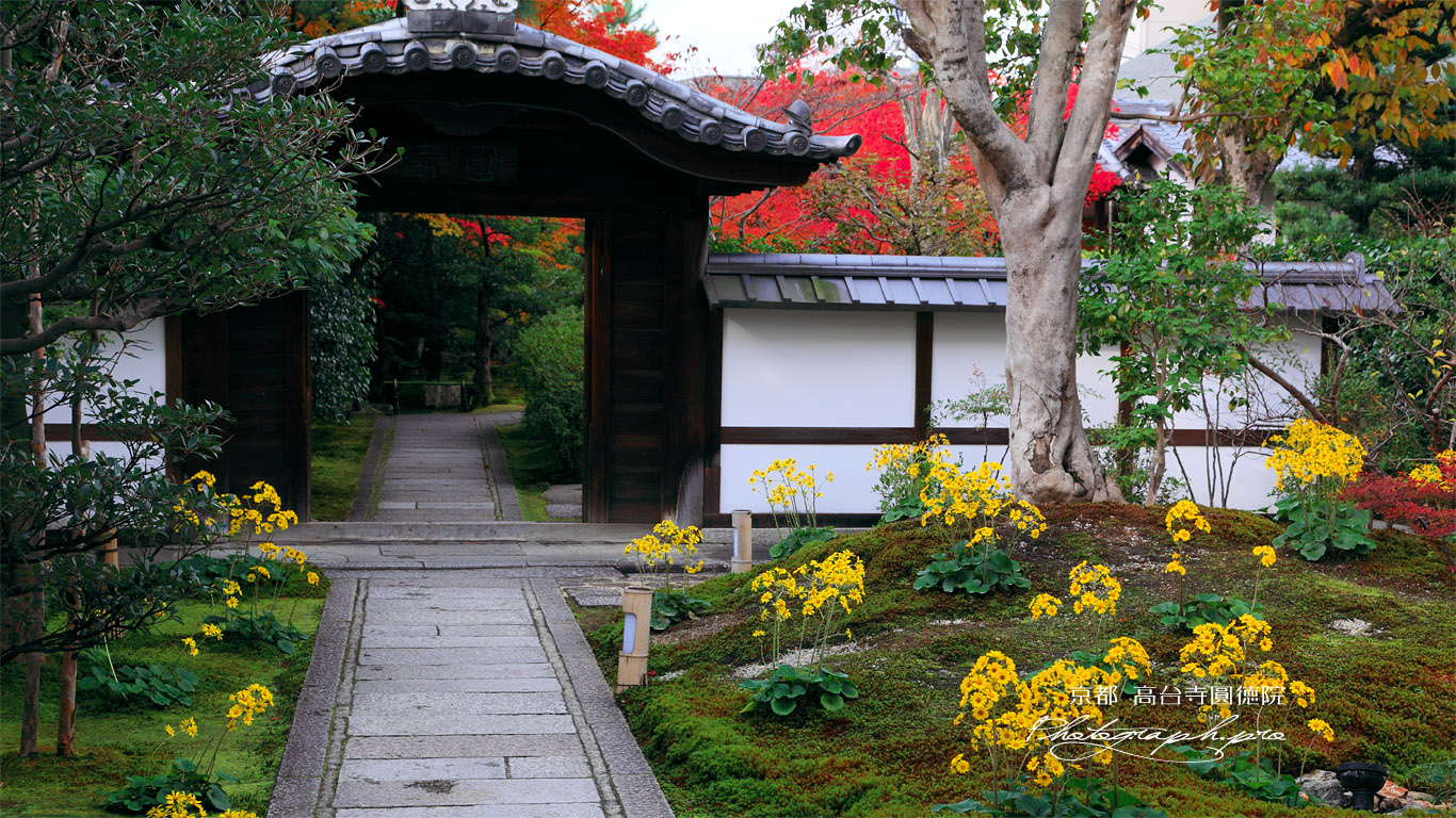 京都圓徳院 ツワブキと唐門 壁紙