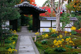 京都圓徳院 ツワブキと唐門