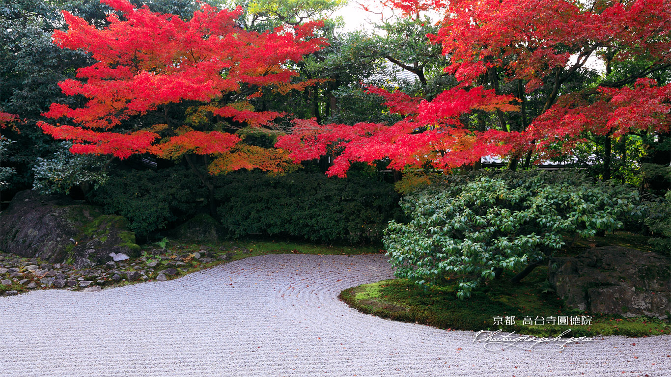 京都圓徳院 南庭の紅葉 壁紙