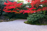 京都圓徳院 南庭の紅葉