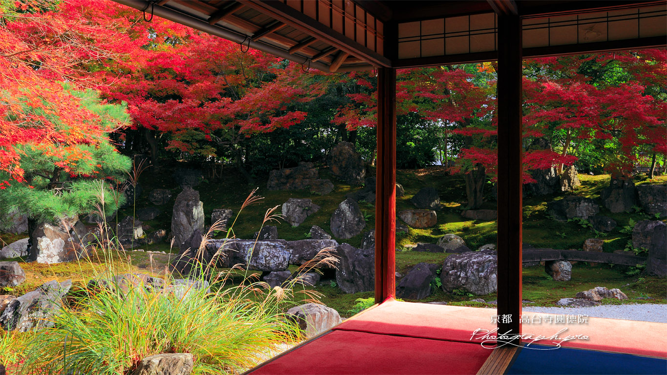 京都圓徳院 北庭の芒と紅葉 壁紙