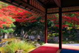 京都圓徳院 北庭の芒と紅葉