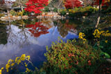 円山公園 瓢箪池畔のツワブキ