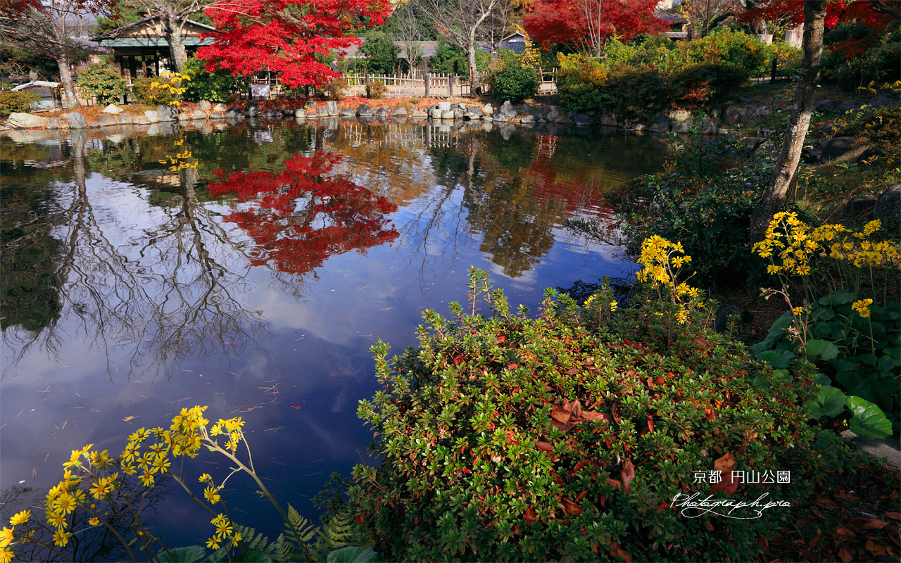 円山公園 瓢箪池畔のツワブキ 壁紙
