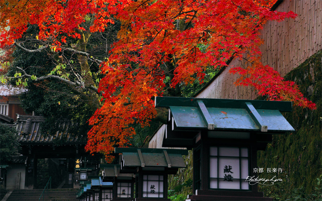 京都長楽寺 紅葉と山門 壁紙