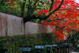 京都長楽寺 参道の竹垣と紅葉