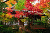 長楽寺 紅葉の本堂と鐘楼
