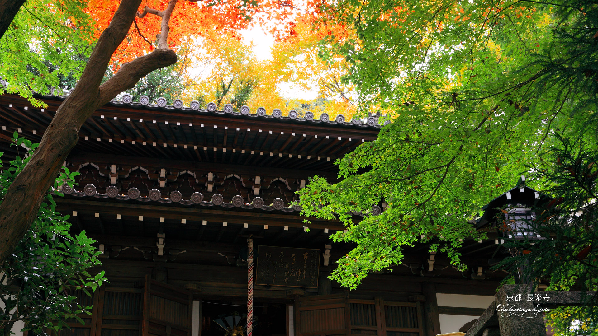 京都長楽寺 紅葉の本堂