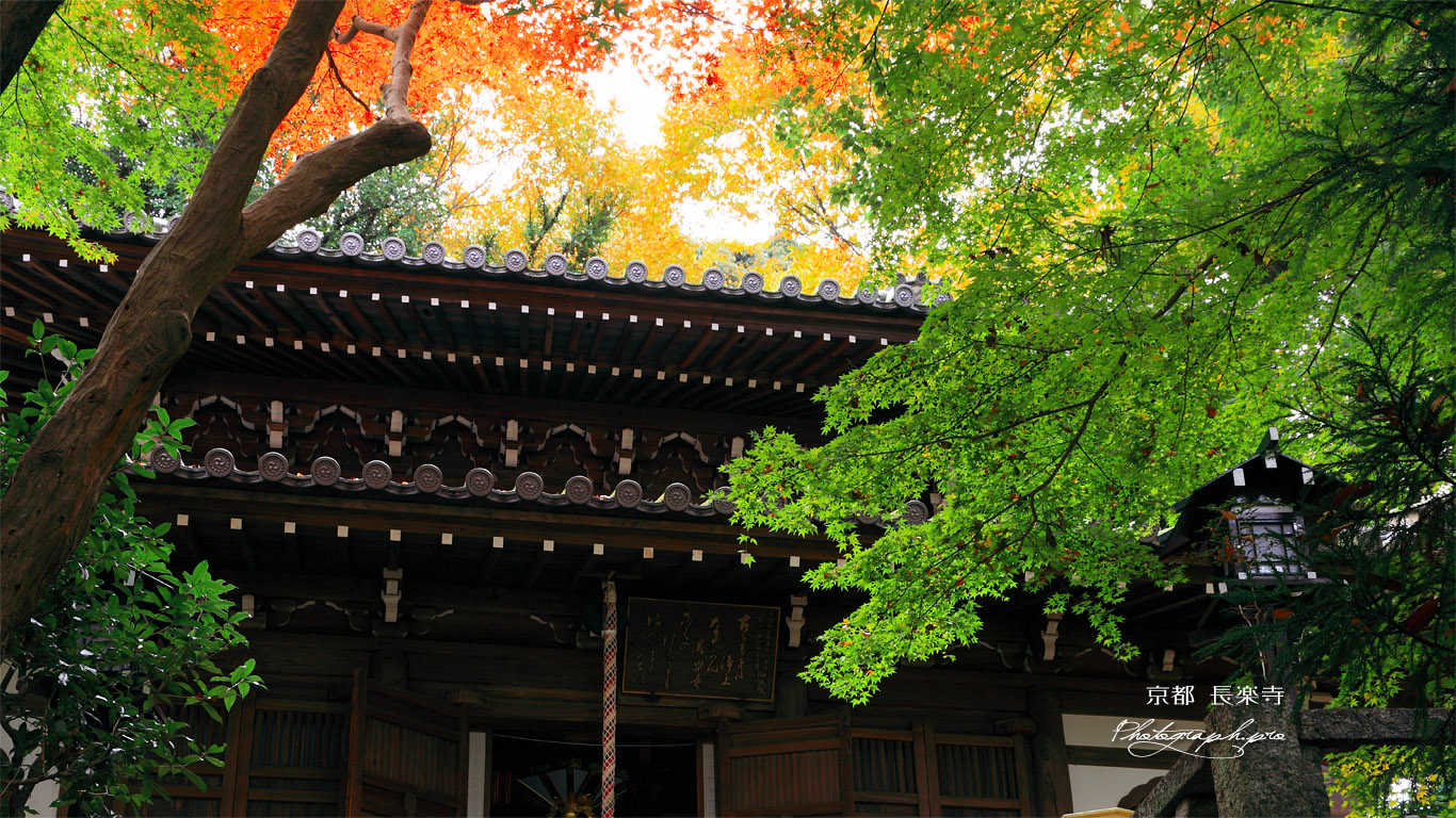 京都長楽寺 紅葉の本堂 壁紙