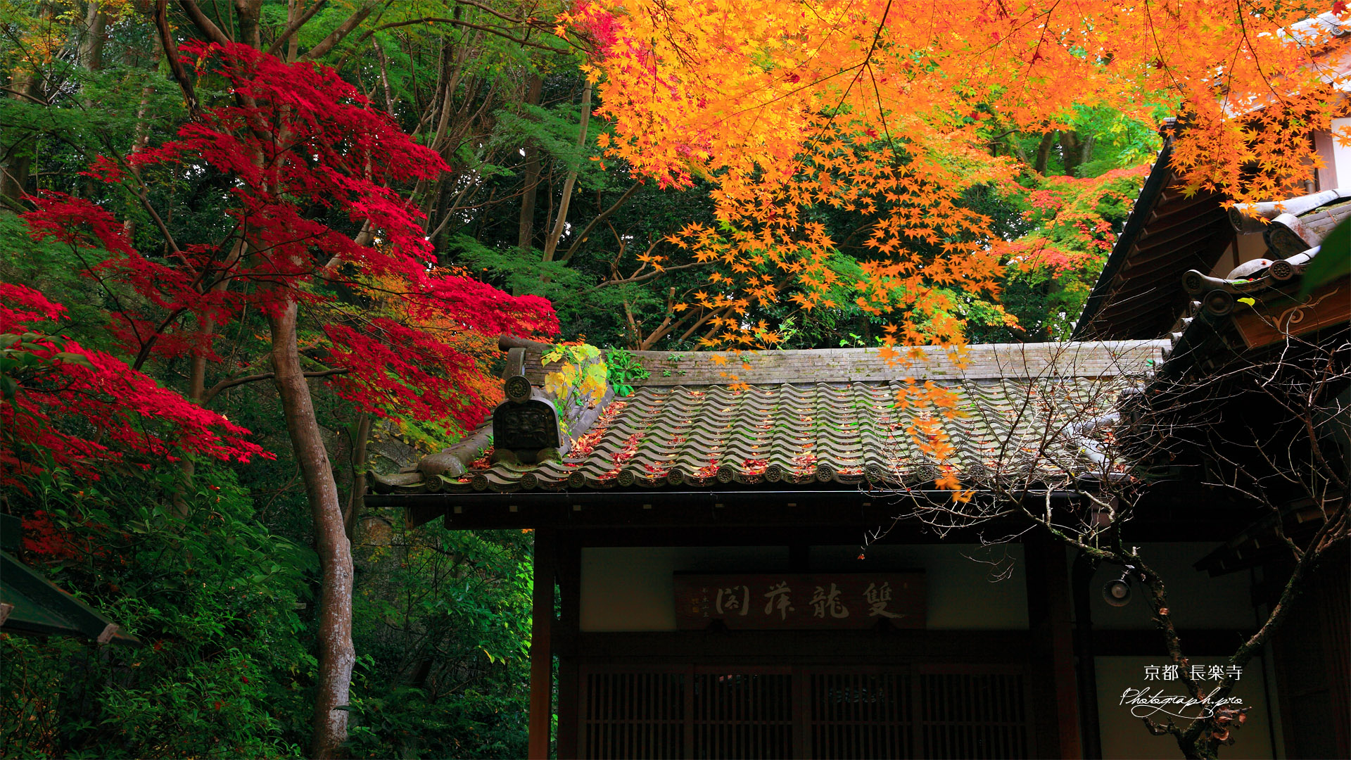 京都長楽寺 客殿の時雨楓