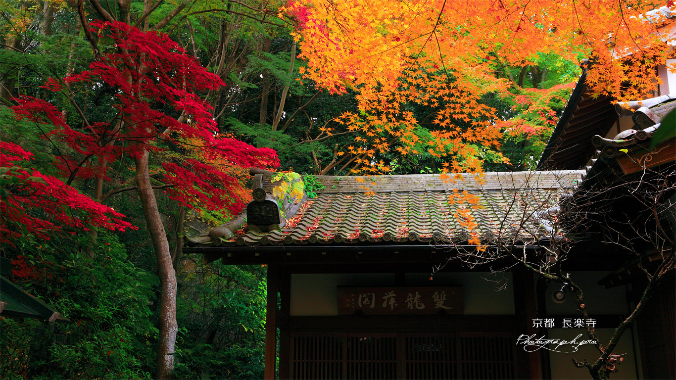 京都長楽寺 客殿の時雨楓 の壁紙 1366x768