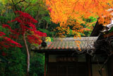 京都長楽寺 客殿の時雨楓