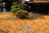 大谷祖廟 敷き銀杏