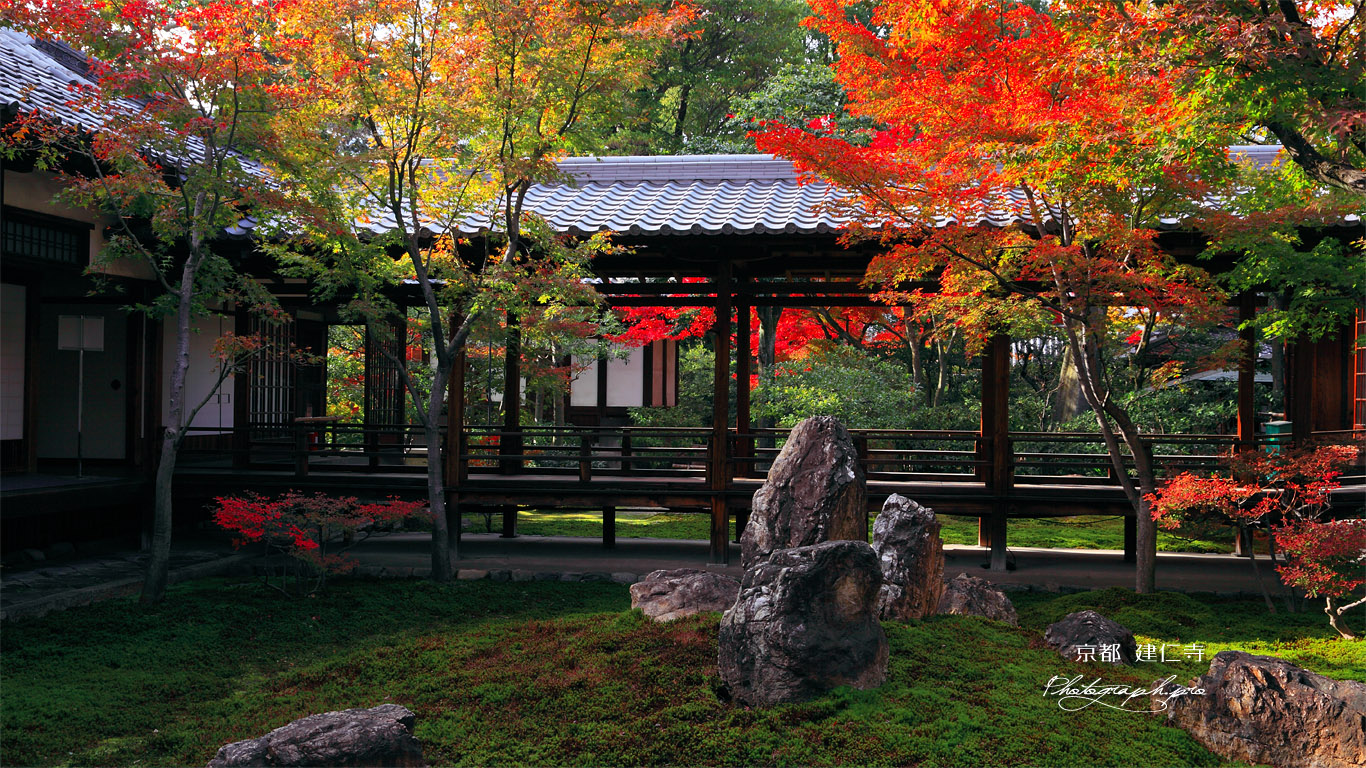 建仁寺 潮音庭の紅葉 壁紙