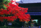 建仁寺 紅葉と三門