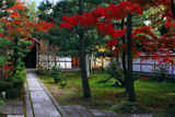 建仁寺西来院の紅葉