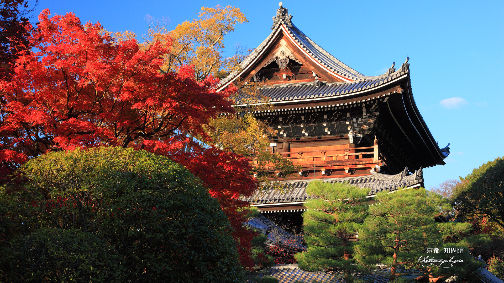 知恩院友禅苑 紅葉と三門