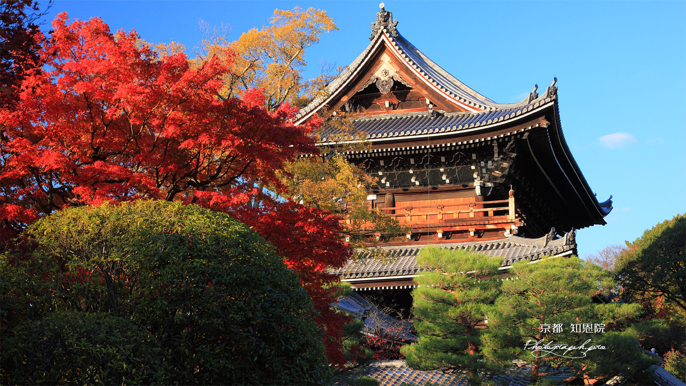 知恩院友禅苑 紅葉と三門 壁紙