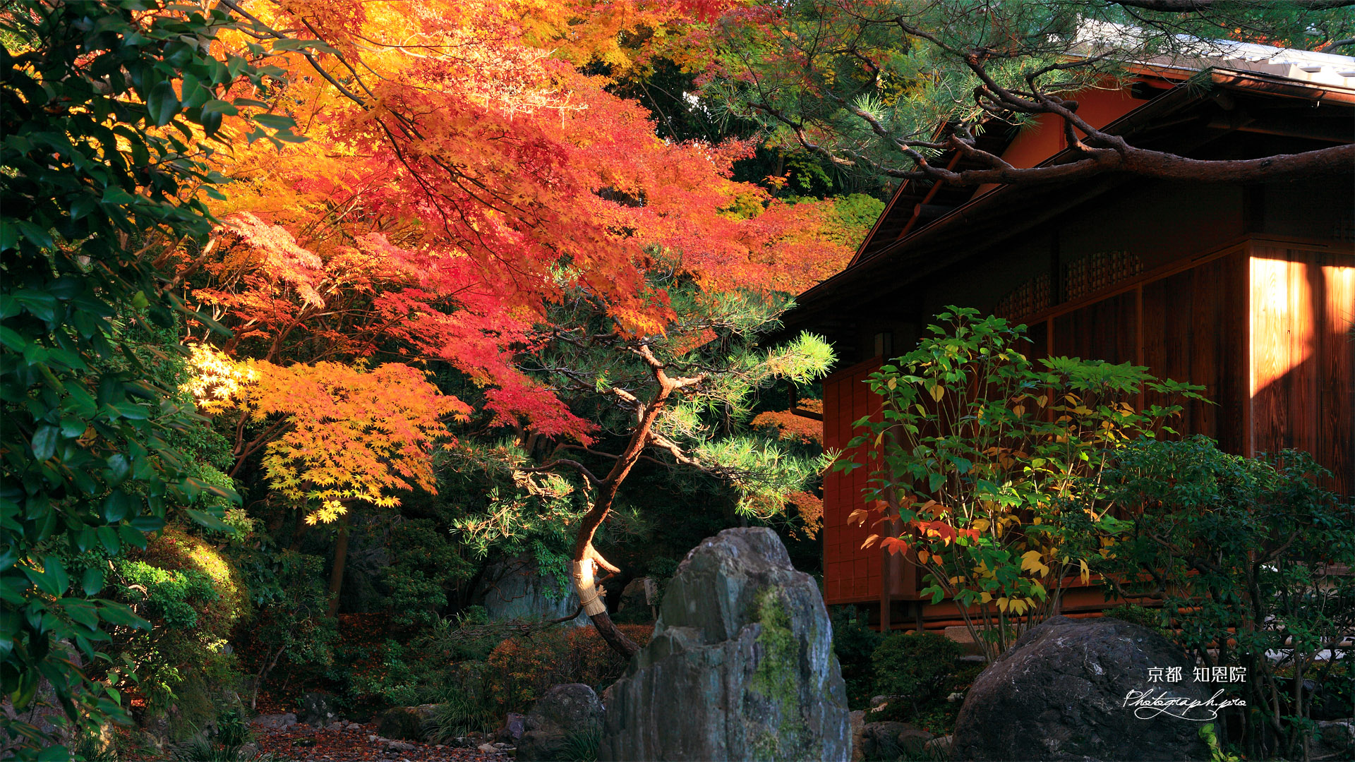 知恩院友禅苑 華麓庵と紅葉