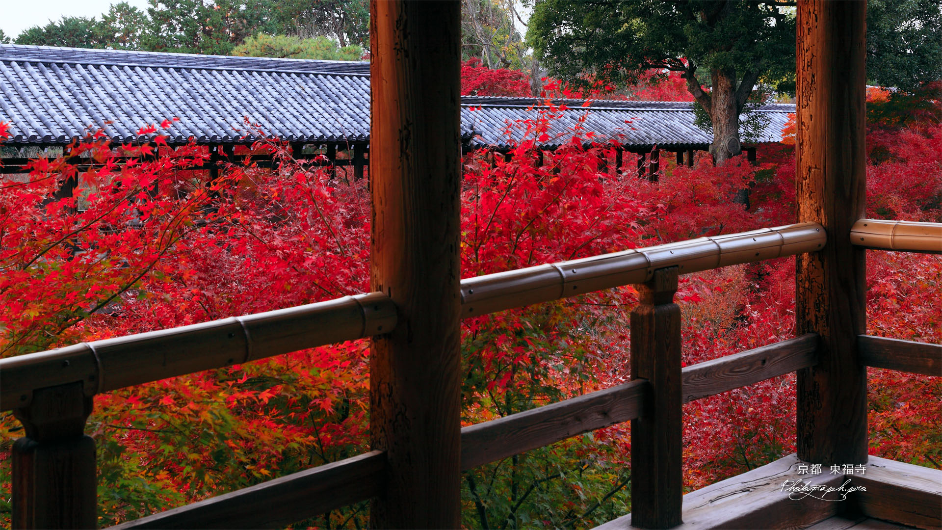 方丈からの通天紅葉
