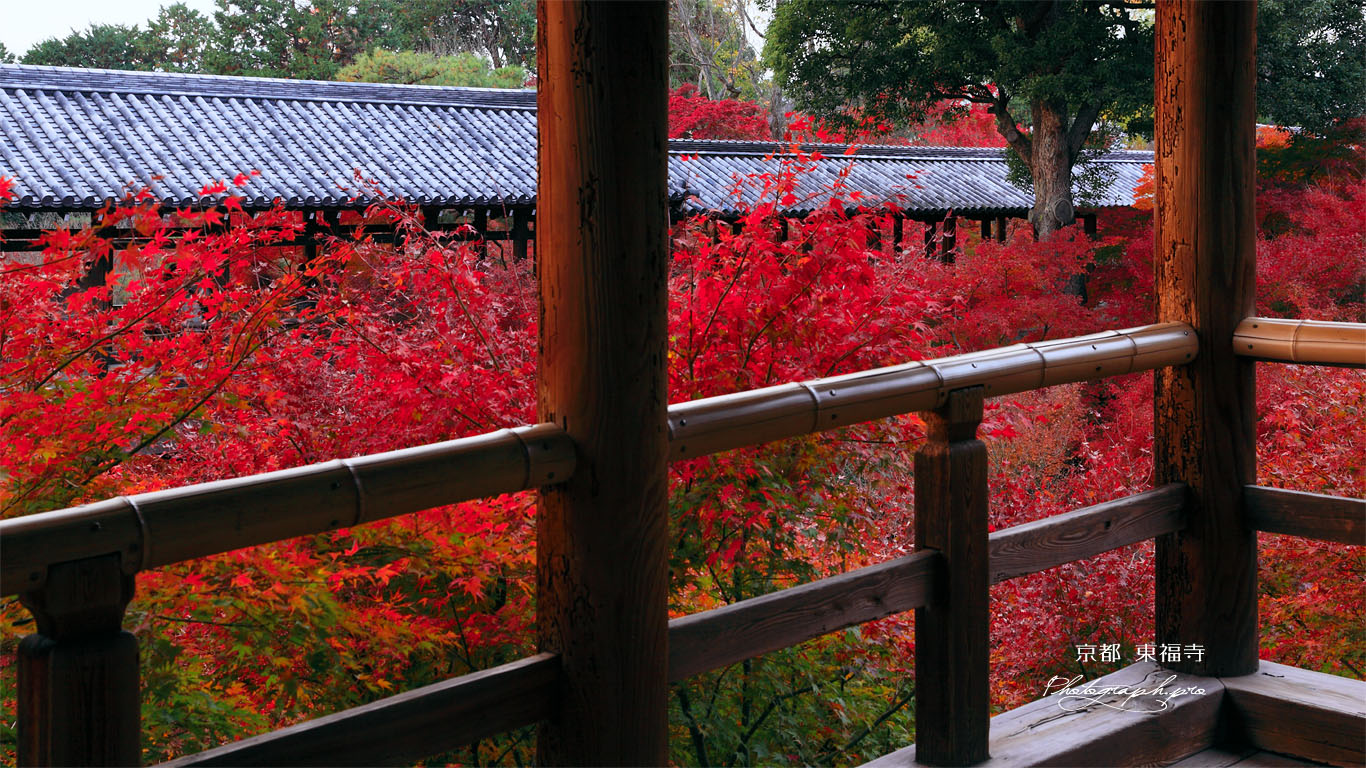 方丈からの通天紅葉 壁紙