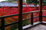 東福寺方丈からの通天紅葉