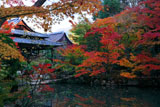 南禅寺天授庵 書院南庭西池の紅葉