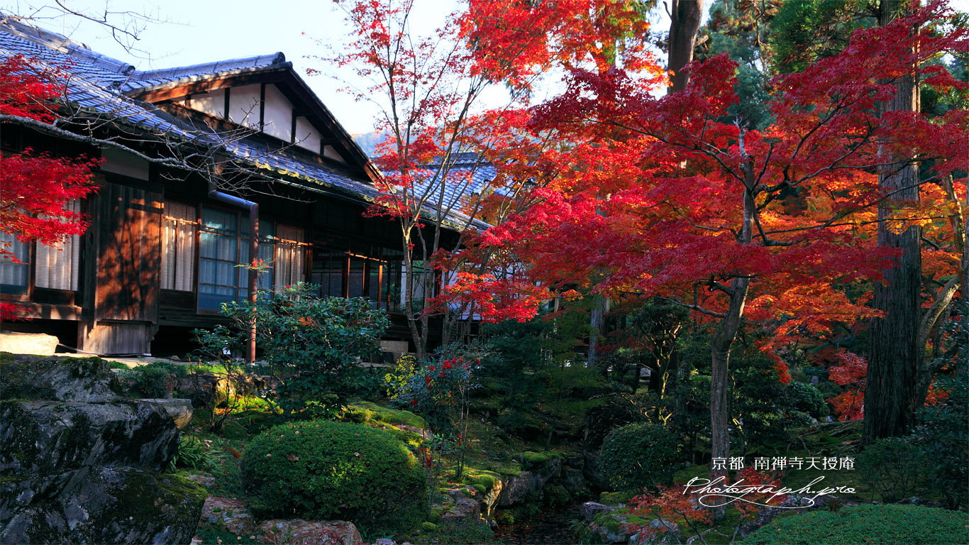 南禅寺天授庵 紅葉の南庭 壁紙