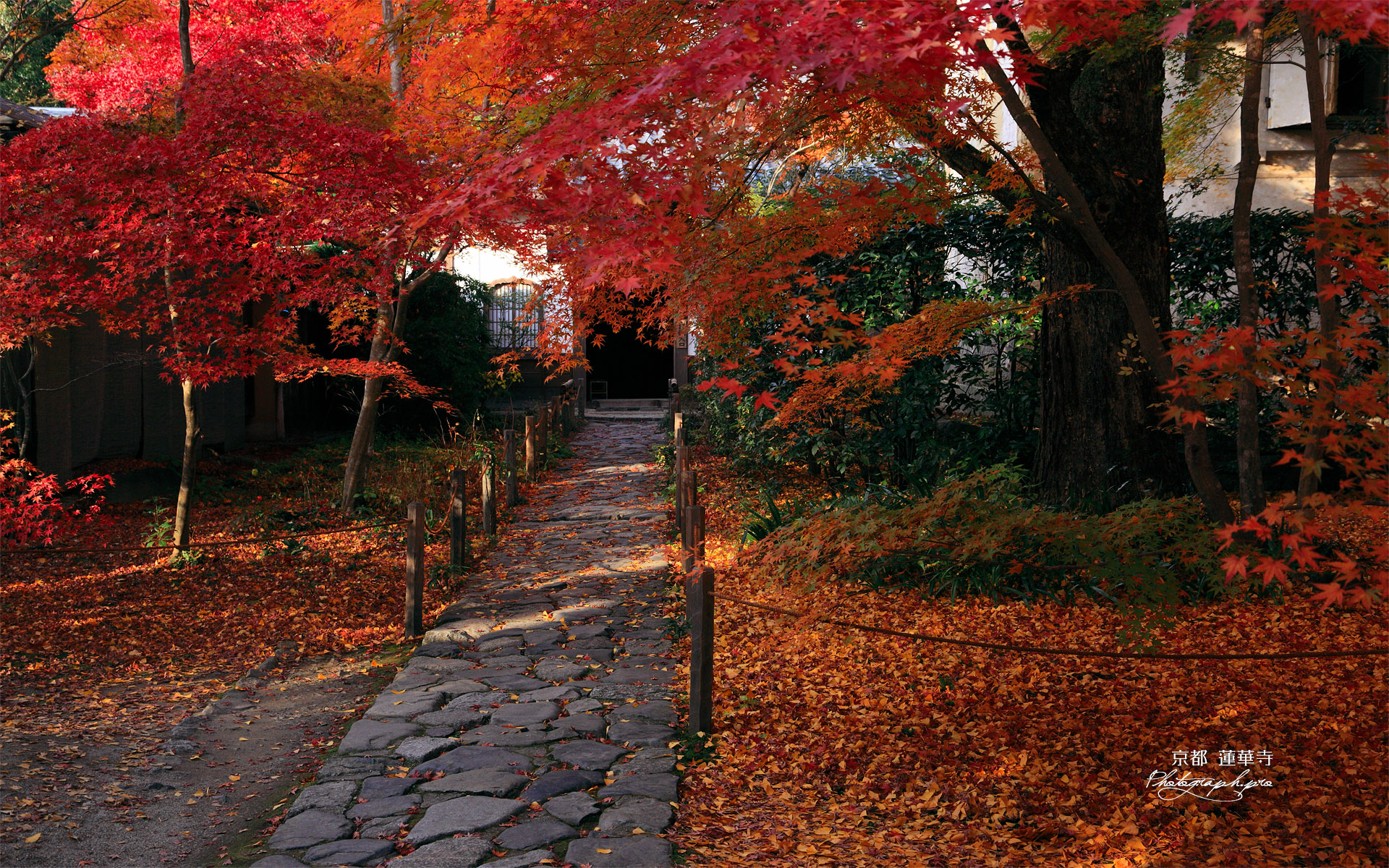蓮華寺 紅葉の参道