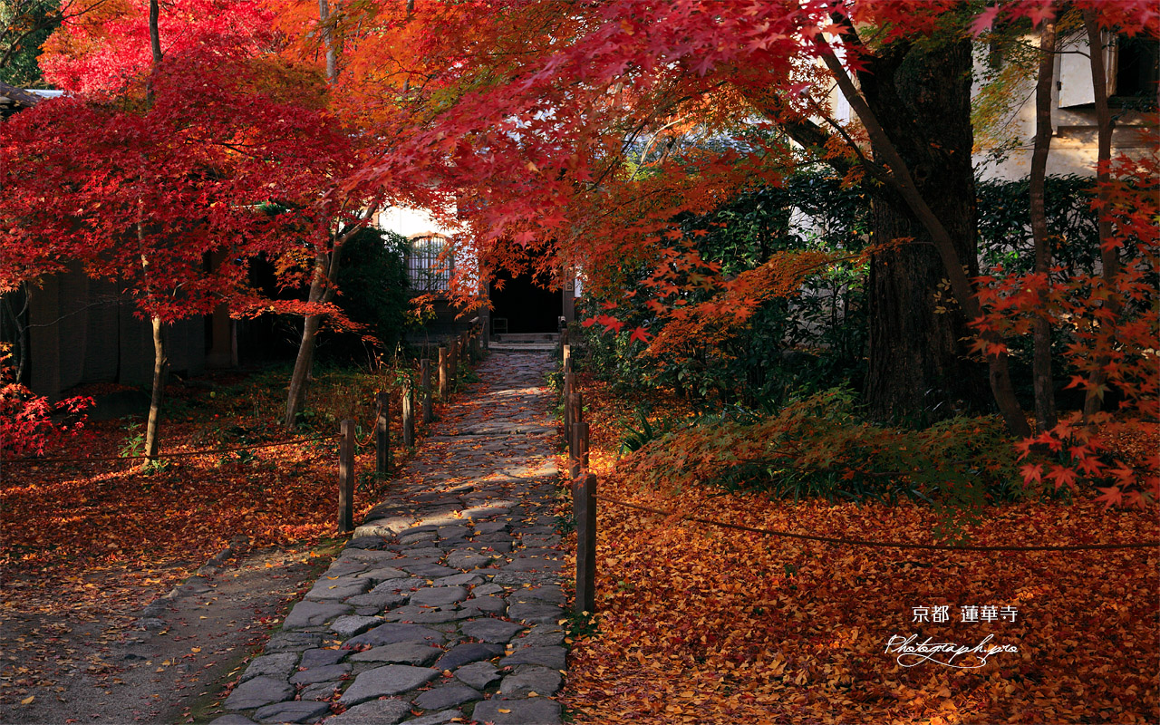 蓮華寺 紅葉の参道 壁紙