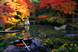 蓮華寺 蹲踞と紅葉