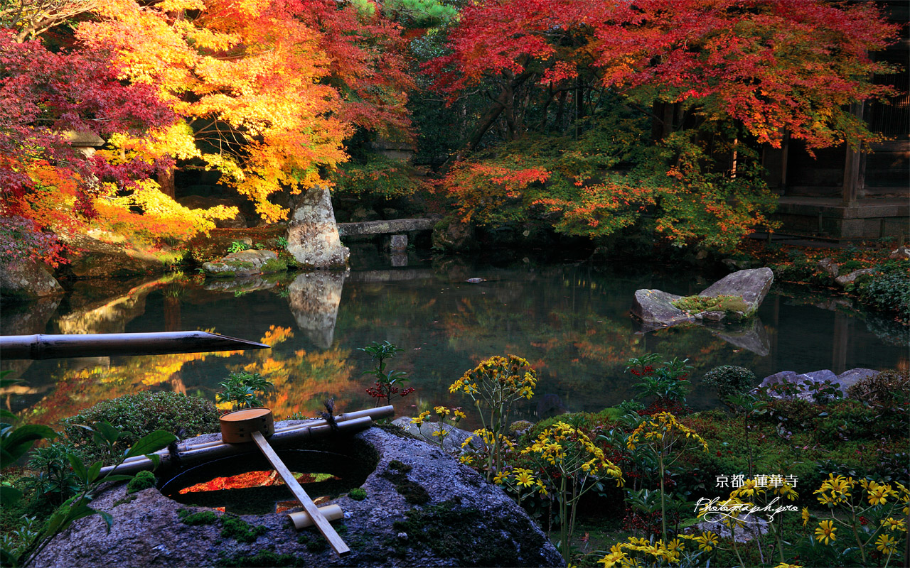 蓮華寺 蹲踞と紅葉 壁紙