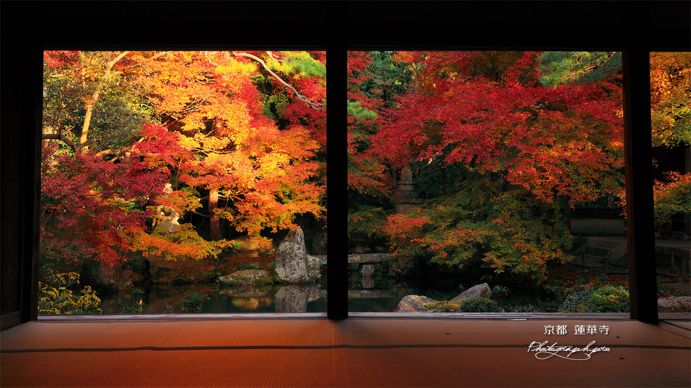 蓮華寺 紅葉の浄土式庭園 壁紙