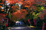 京都法輪寺 石段の紅葉