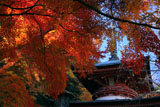 京都法輪寺 紅葉の多宝塔