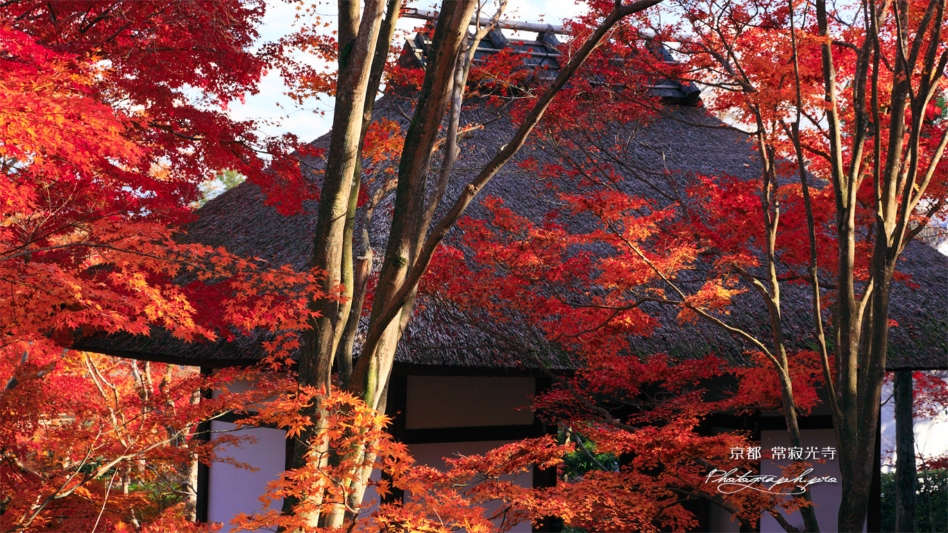 常寂光寺 紅葉越しの仁王門 壁紙
