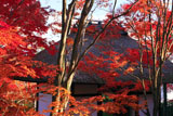 常寂光寺 紅葉越しの仁王門