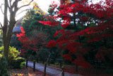 清凉寺 庫裡前の紅葉