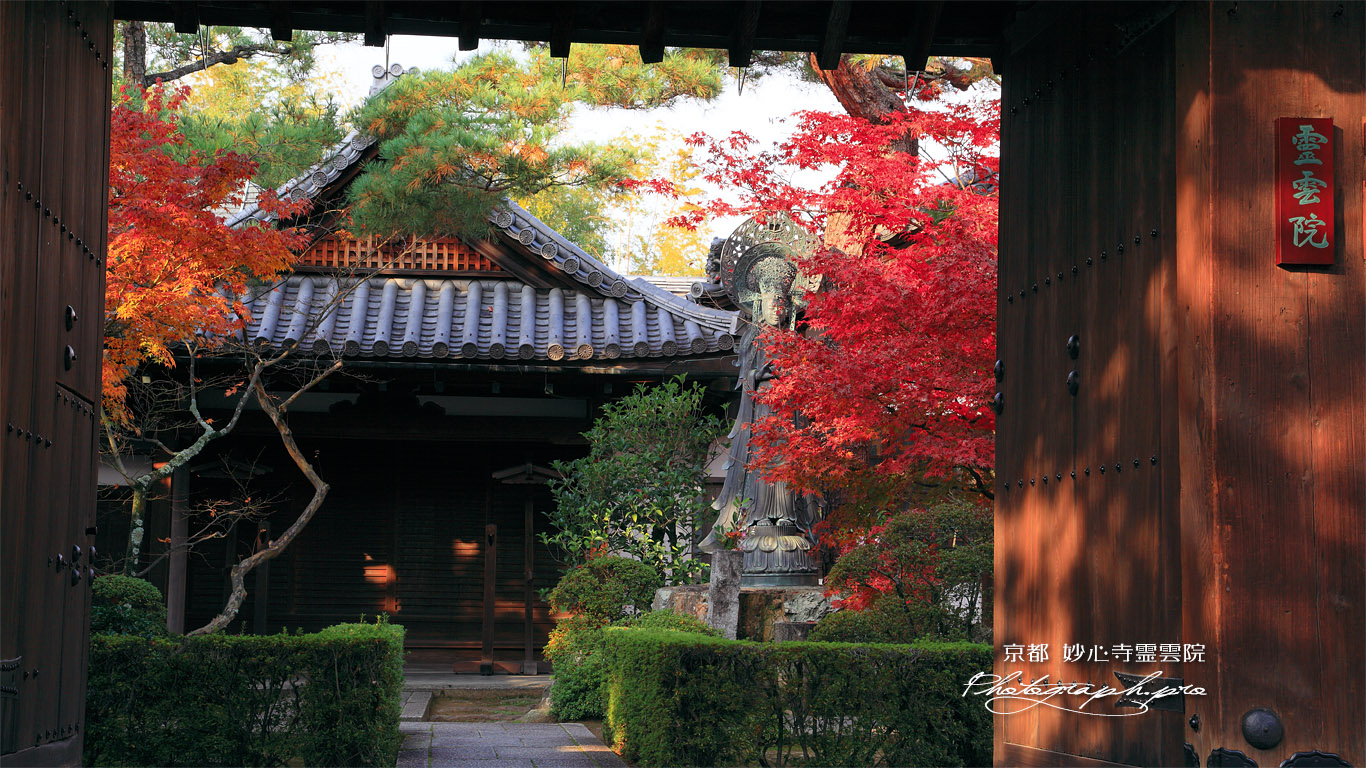 妙心寺霊雲院 表門越しの紅葉と大玄関 壁紙