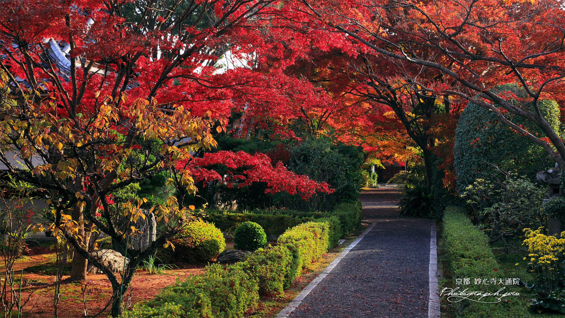 大通院 紅葉の参道